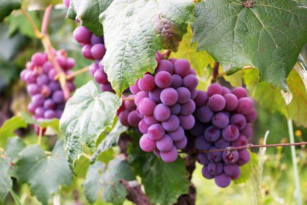 Încălzirea climei a accelerat recoltarea strugurilor în Burgundia
