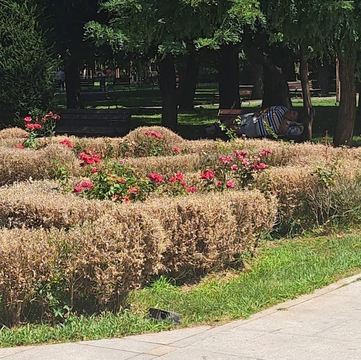 Gardul viu din Parcul Tei s-a stins din viață lângă bustul unui dictator, în ciuda irigației