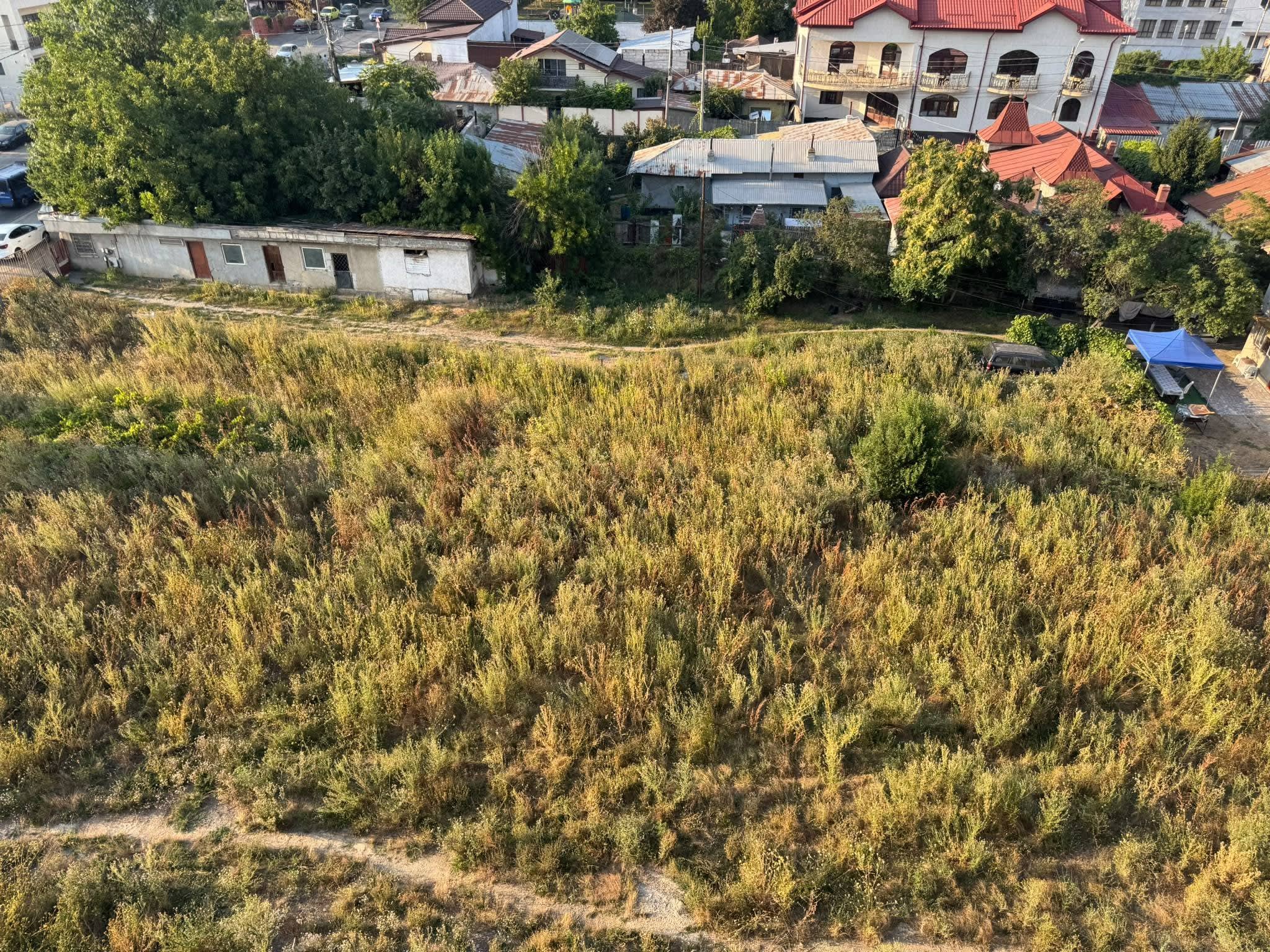 Terenul de pe Șoseaua București-Măgurele n-a fost cosit deloc în 2026, iar ambrozia a crescut necontrolat