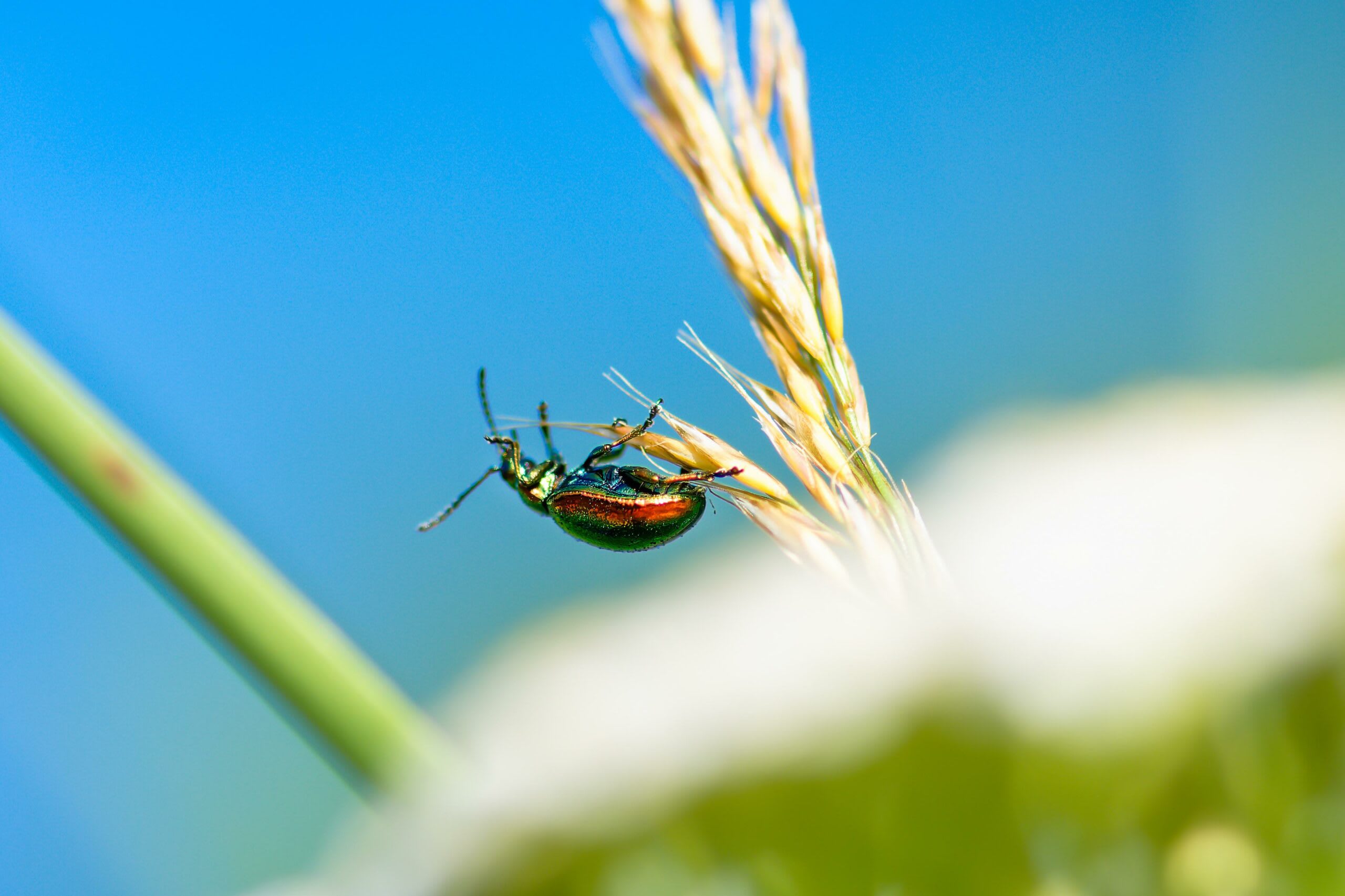Gândac invaziv microscopic atacând un copac în pădure