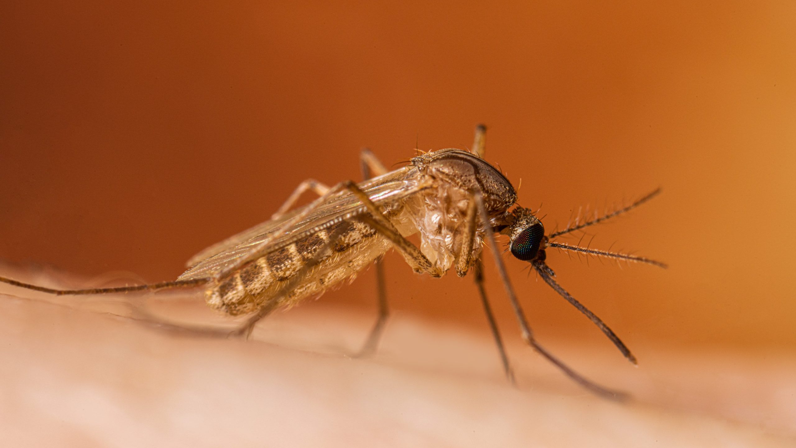 Grecia înregistrează dublarea cazurilor de West Nile în două săptămâni, nouă decese raportate