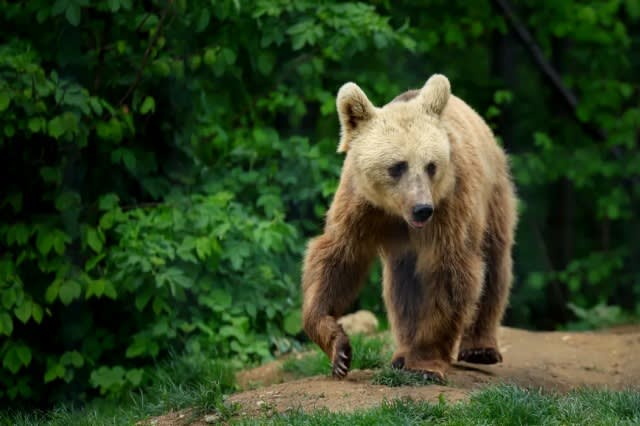 Urs mascul de 9 ani împușcat în Poiana Brașov Urs mascul de 9 ani împușcat în Poiana Brașov