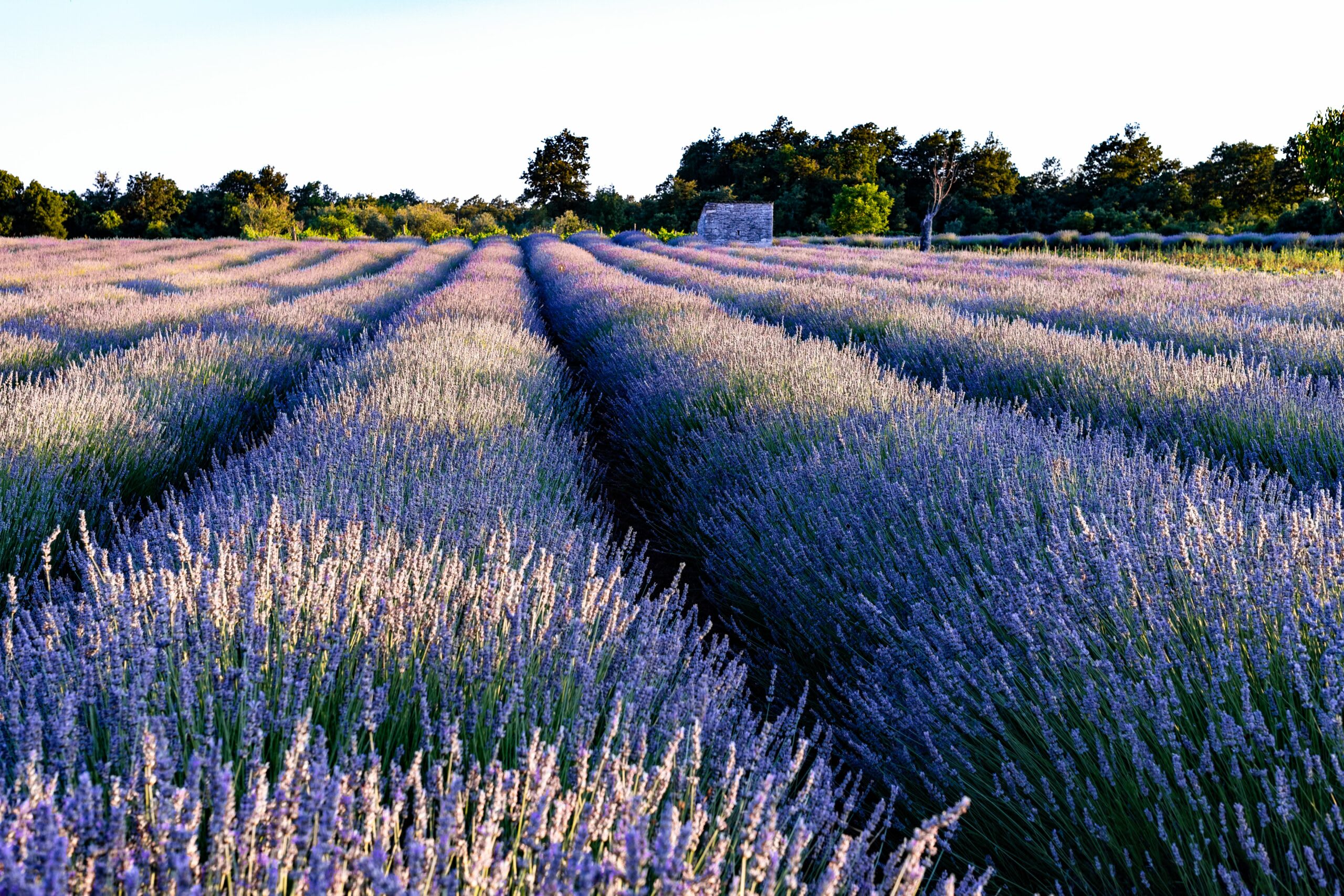 Statul oferă 113 milioane de euro pentru micii fermieri și floricultori
