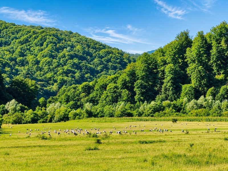 Cârd de berze zburând spre sud în zona Maramureșului Cârd de berze zburând spre sud în zona Maramureșului