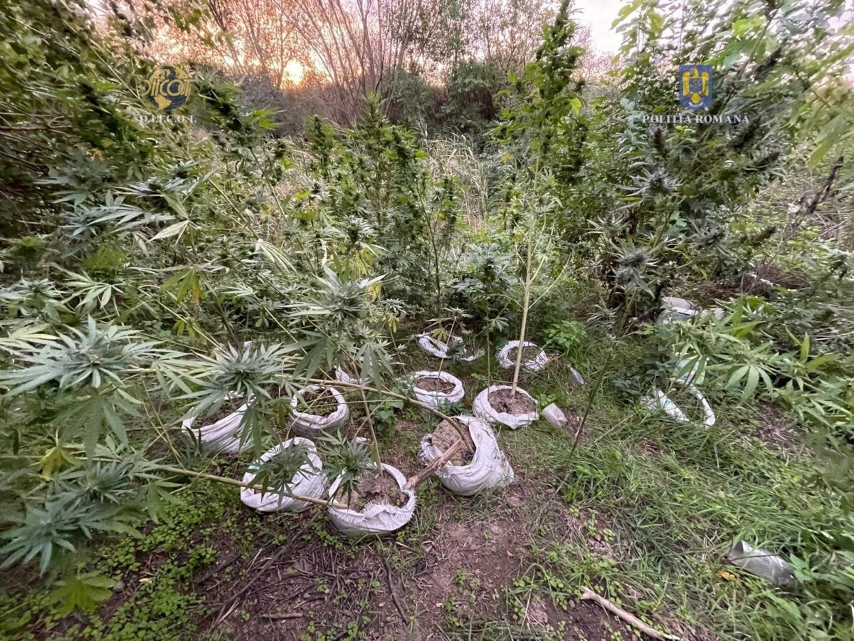 Polițiști și echipamente de cultură ilegală de canabis la Lipova Polițiști și echipamente de cultură ilegală de canabis la Lipova