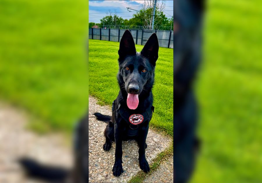 Shadow, câine de 13 luni, în timpul antrenamentului pentru depistare droguri Shadow, câine de 13 luni, în timpul antrenamentului pentru depistare droguri