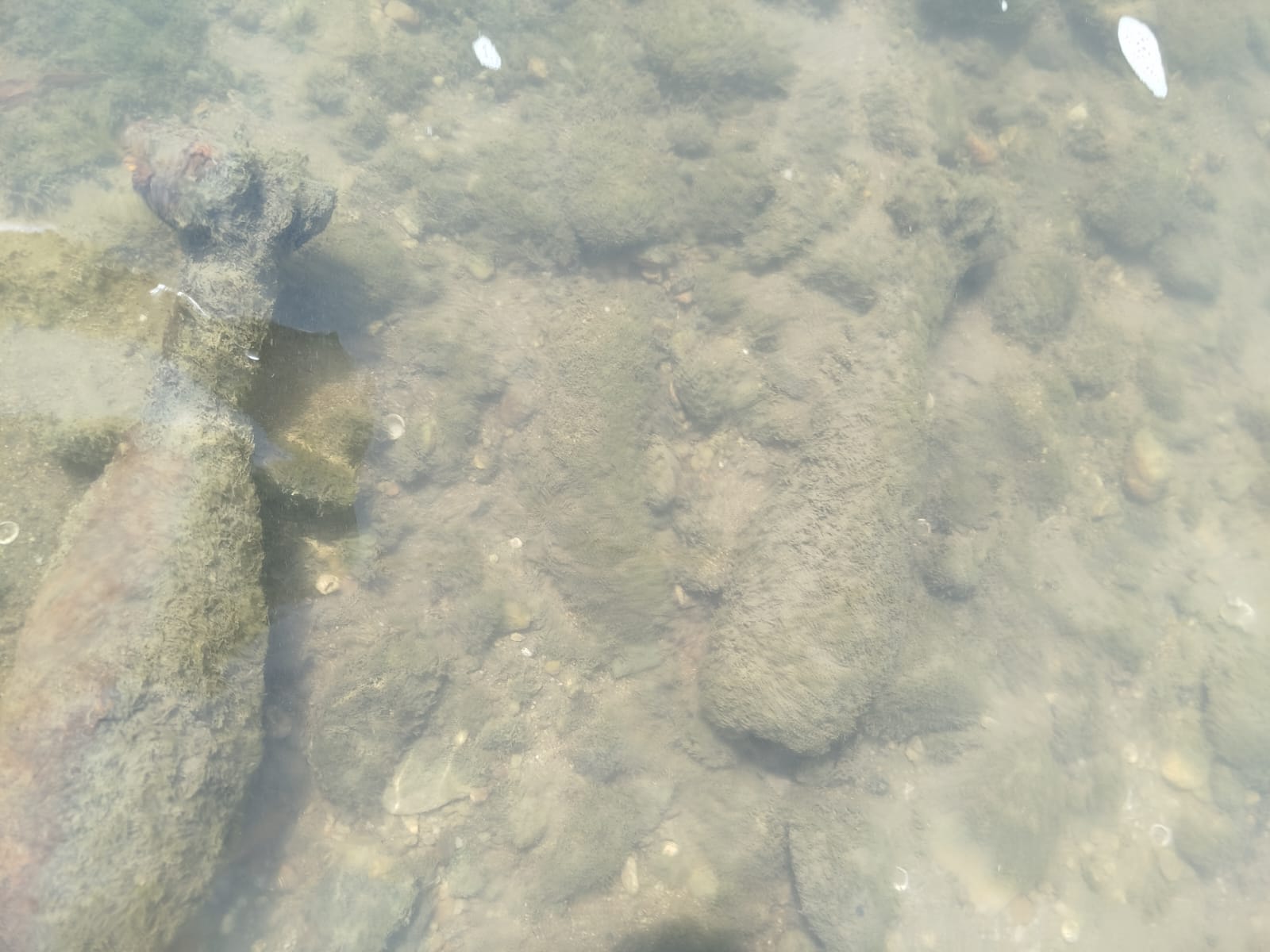 Pompieri doljeni neutralizând muniție neexplodată în albia Jiului Pompieri doljeni neutralizând muniție neexplodată în albia Jiului