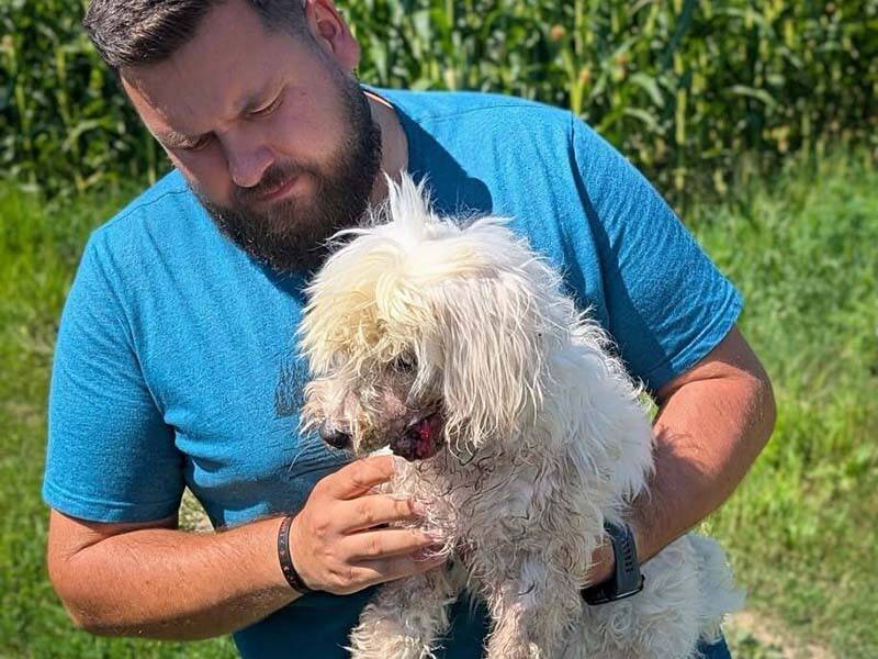 Animal bolnav, bichon cu tumoare și răni grave, intervenție veterinară Animal bolnav, bichon cu tumoare și răni grave, intervenție veterinară