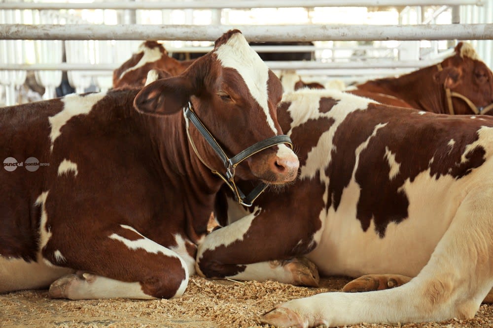 Federațiile crescătorilor de bovine avertizează că prăbușirea prețului la lapte și scumpirea motorinei trimit animalele la abator