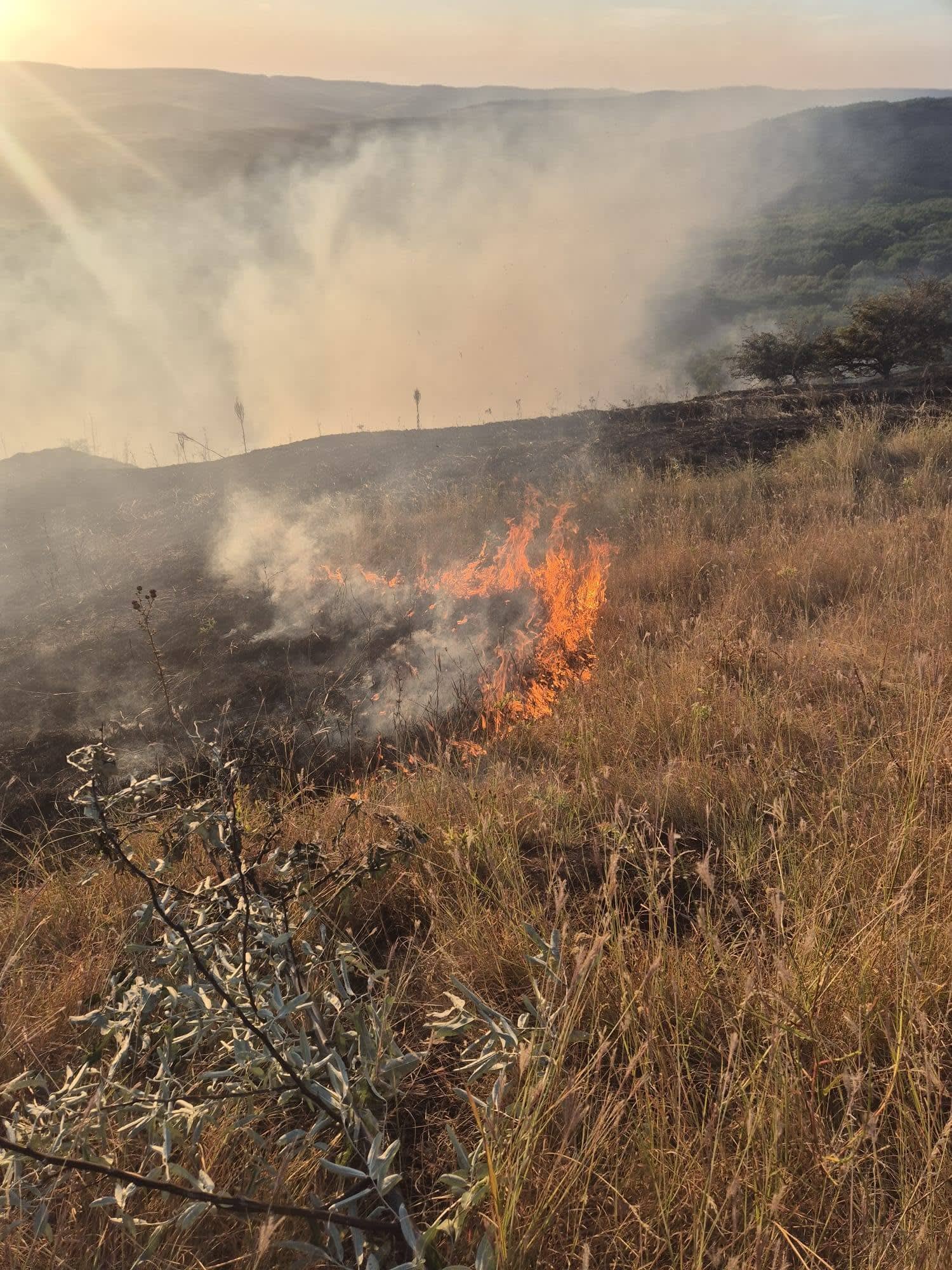 Flăcări de vegetație în zona Bunești-Averești, intervenție de urgență Flăcări de vegetație în zona Bunești-Averești, intervenție de urgență
