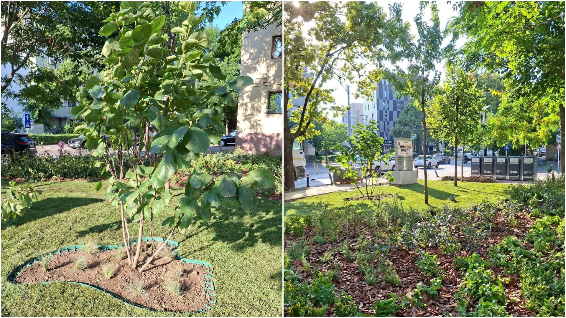 Spațiu verde reamenajat cu arbuști și magnolie în Sectorul 1 București Spațiu verde reamenajat cu arbuști și magnolie în Sectorul 1 București