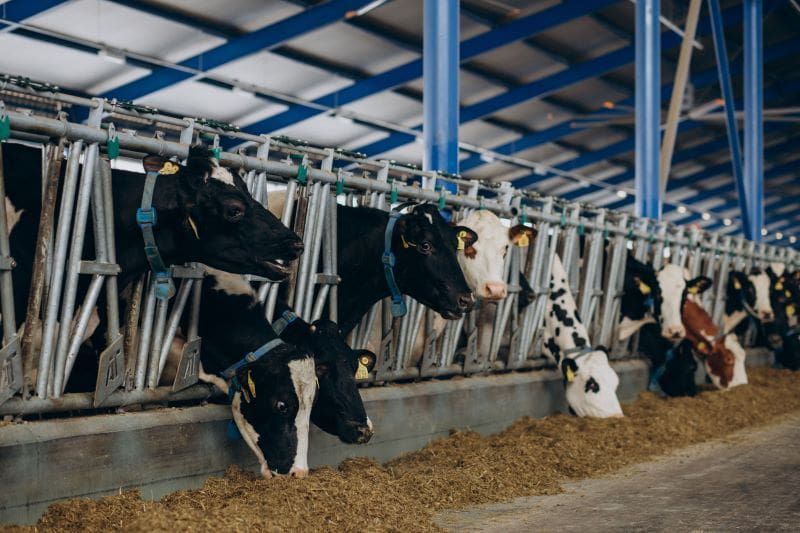 Federațiile crescătorilor de bovine din Mureș, Harghita și Covasna avertizează asupra colapsului sectorului