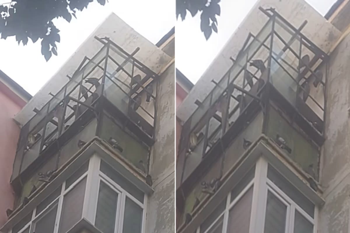 Poliția Locală Ploiești a notificat o femeie să curețe balconul și apartamentul cu porumbei