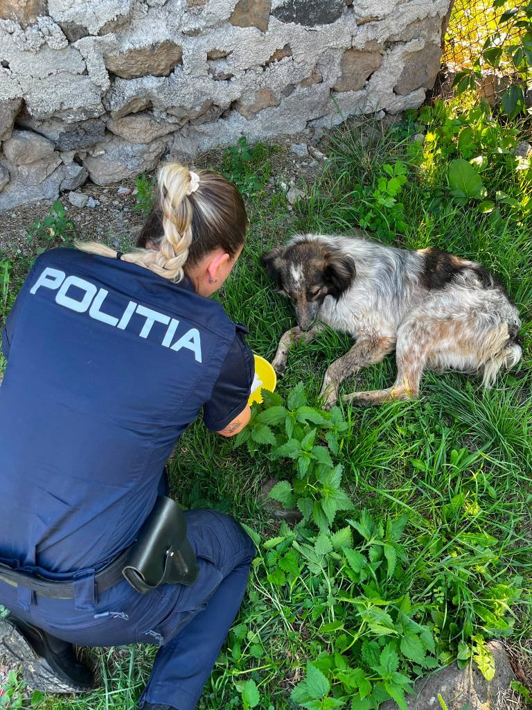 Câine rănit în urma agresiunii, la Racoș Câine rănit în urma agresiunii, la Racoș