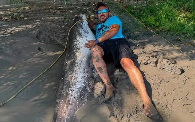 Doi pescari din Tulcea au prins un somn uriaș în Delta Dunării, estimat la peste 2 metri și 100 kg