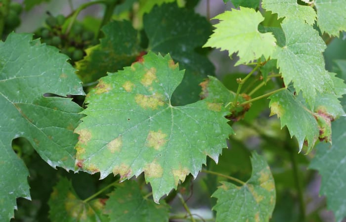 Tratament fitosanitar la vița de vie în câmp