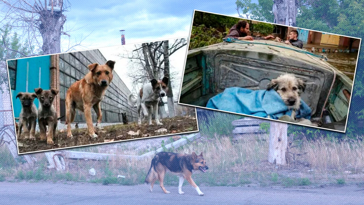 Două femei îngrijesc animale fără stăpân în Odesa, Ucraina, în ciuda bombardamentelor
