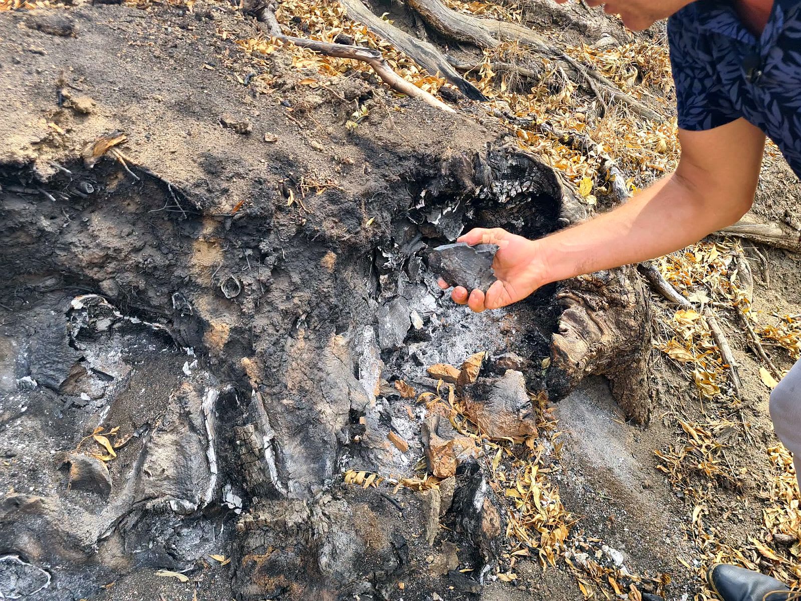 Incendiu subteran în pădurea din Parcul Natural Lunca Mureșului, Arad Incendiu subteran în pădurea din Parcul Natural Lunca Mureșului, Arad