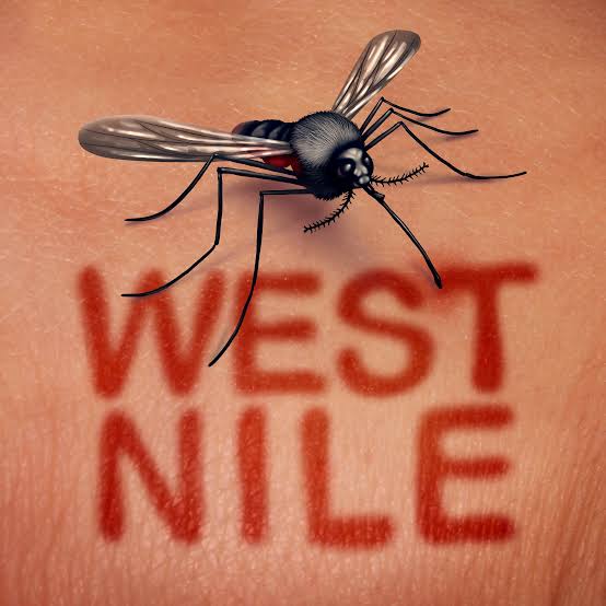 Virusul West Nile Giurgiu Virusul West Nile Giurgiu