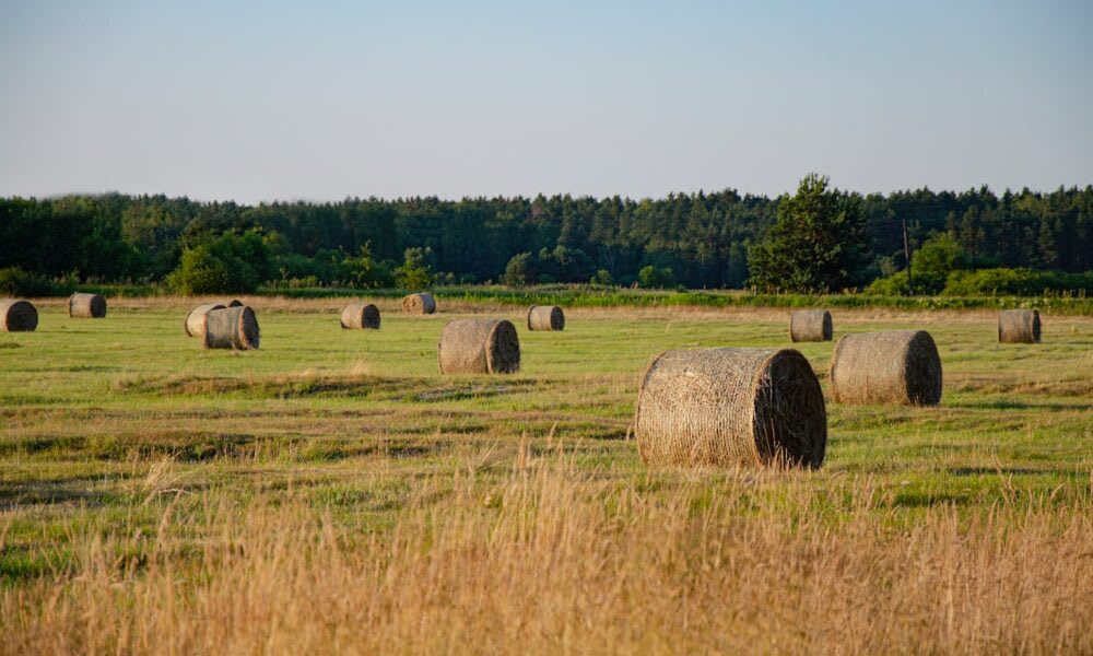 Baloți de lucernă pe câmp Baloți de lucernă pe câmp
