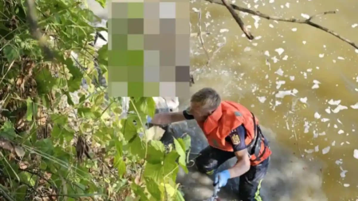 Pompieri din Târgu Mureș salvând oi din râul Mureș Pompieri din Târgu Mureș salvând oi din râul Mureș