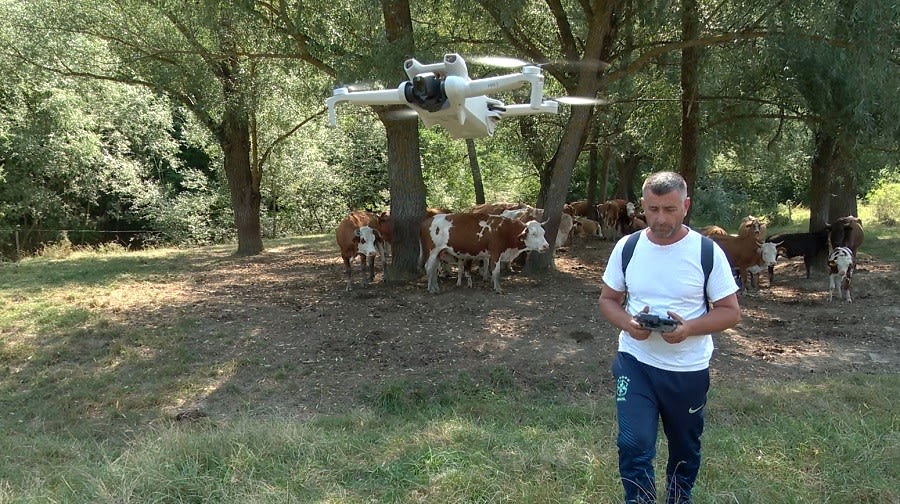 Fermier român operând drona deasupra terenului cu vite Fermier român operând drona deasupra terenului cu vite
