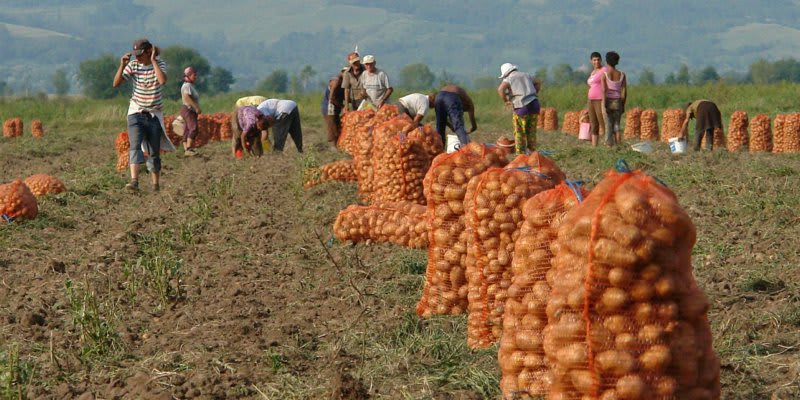 Guvernul a aprobat sprijin de 300 de euro pe hectar pentru cultivatorii de cartofi în 2026