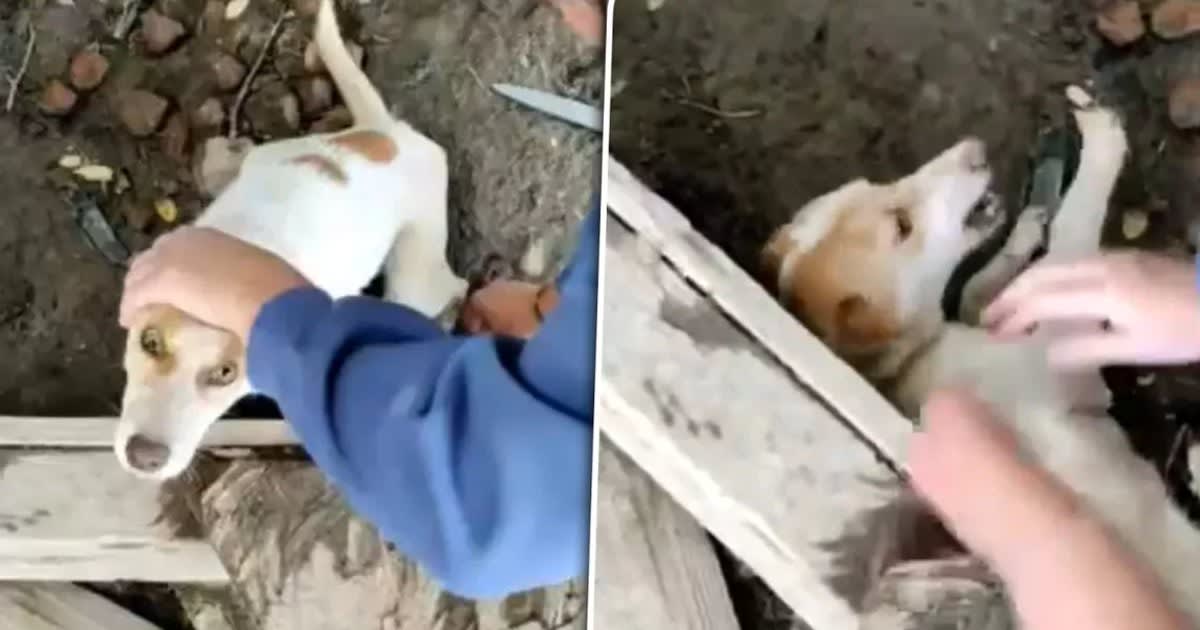Femeie din Arad trimisă în judecată pentru cruzime față de animale, uciderea a opt câini și chinuiirea altor 95
