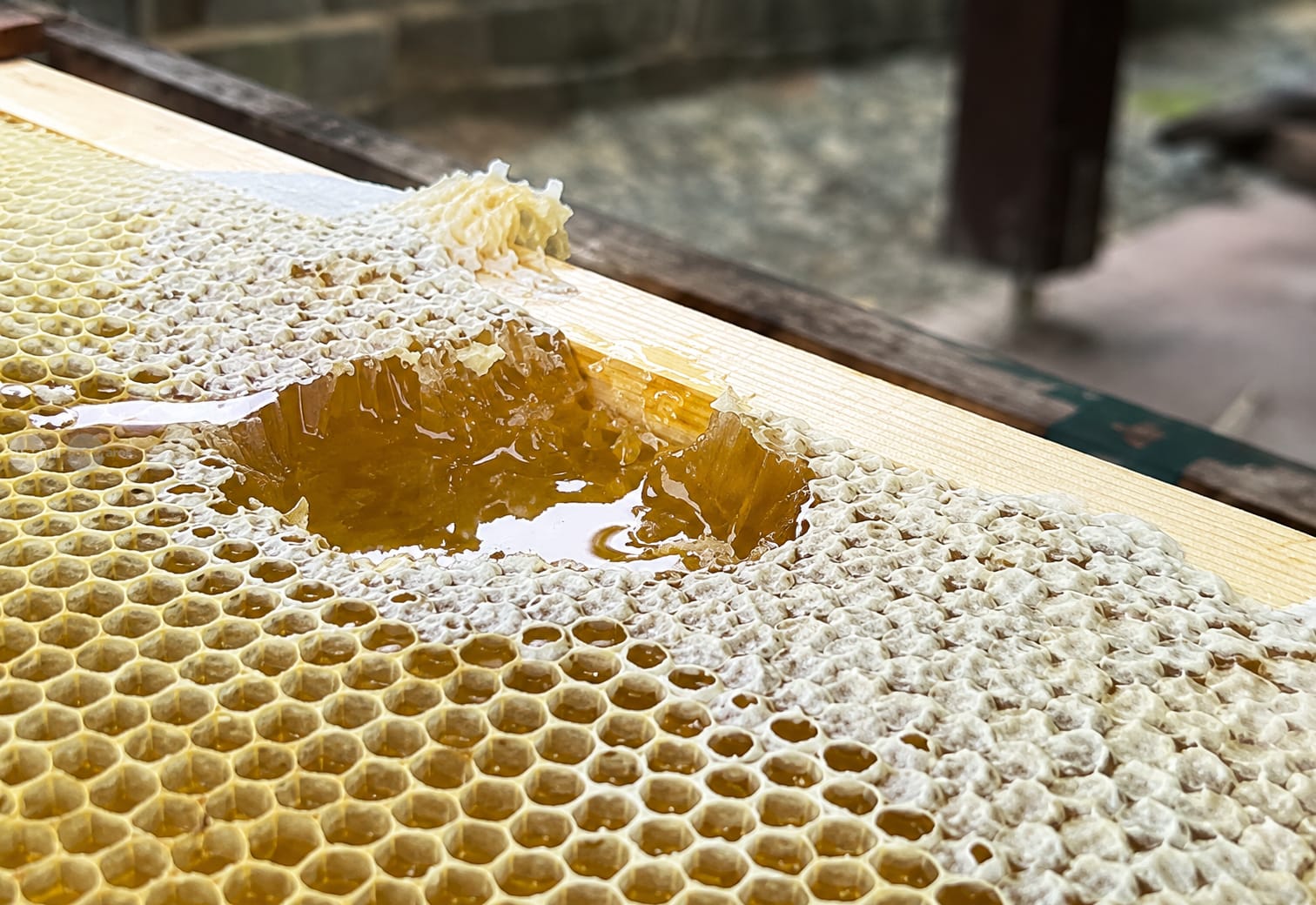 La Ferma Apicolă Familială Hatos, vizitează lumea albinelor și degustă miere naturală