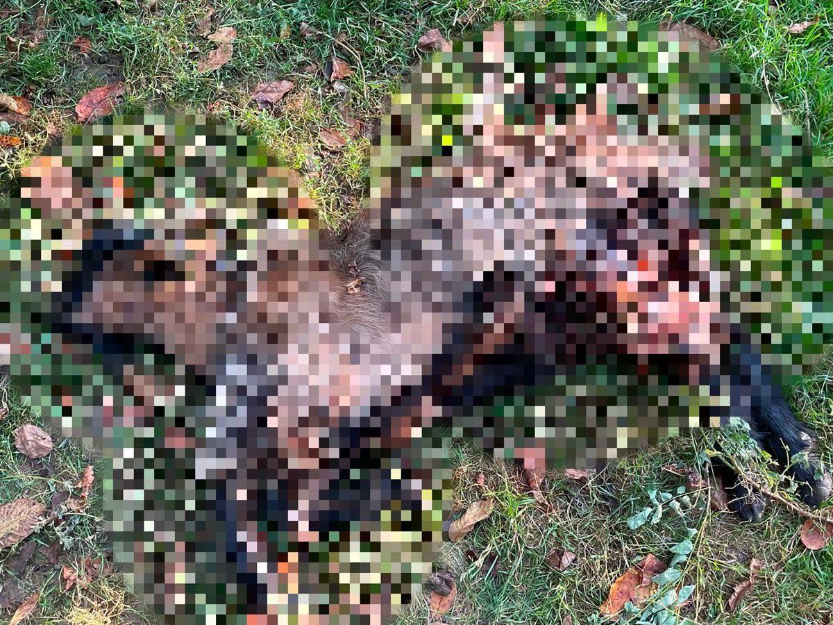 Animale omorâte de câinii maidanezi în Prahova: proprietar se teme pentru siguranța familiei