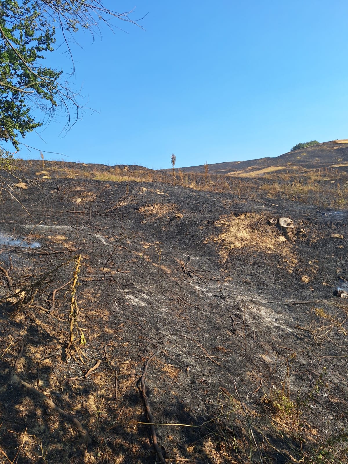 Incendiu de proporții la Rugăria, Voinești: peste 20 de hectare de vegetație și 10 hectare de pădure afectate