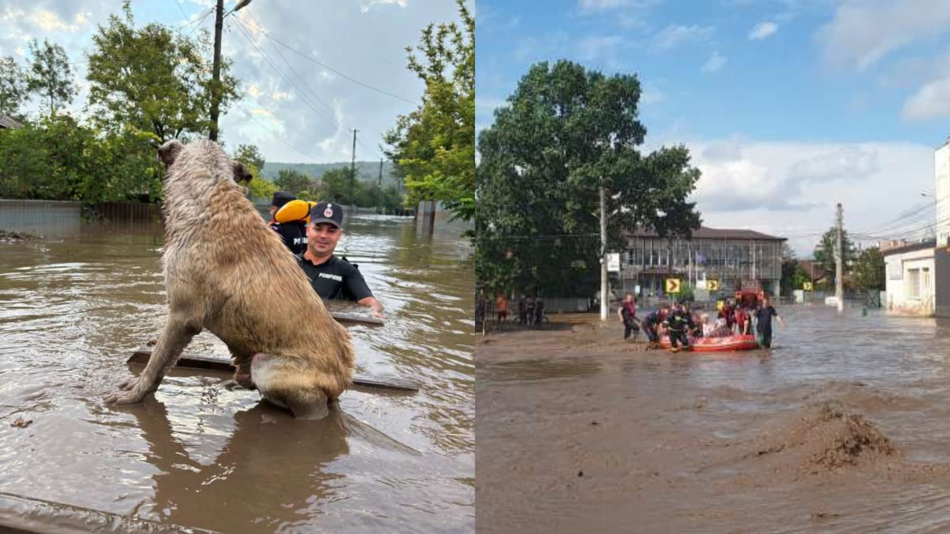 Localnici în Moravița lăsând apă pentru animalele sălbatice afectate de secetă Localnici în Moravița lăsând apă pentru animalele sălbatice afectate de secetă