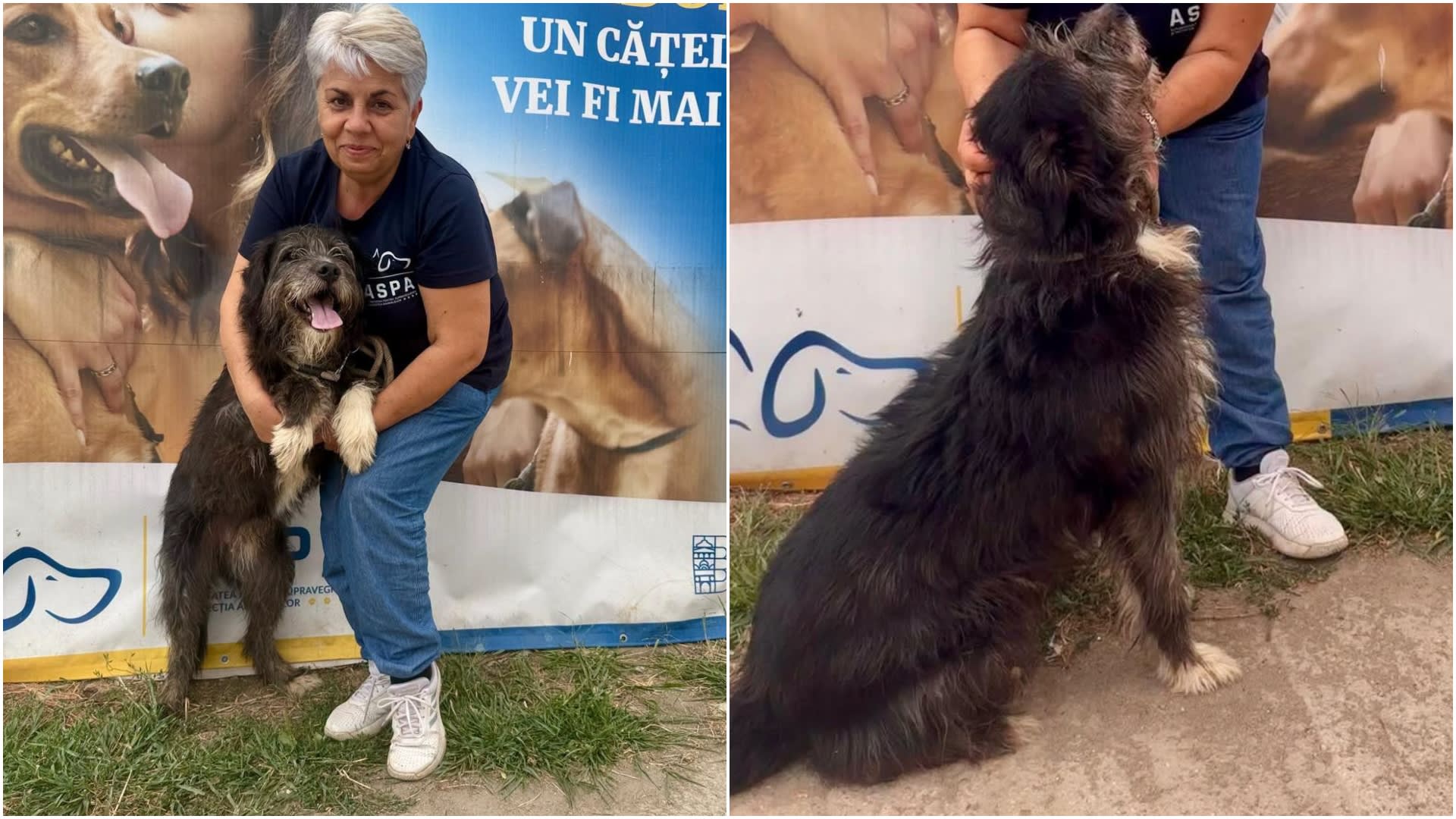 Tobby, cățel de 5 ani de la ASPA Mihăilești, își caută familie în București sau împrejurimi