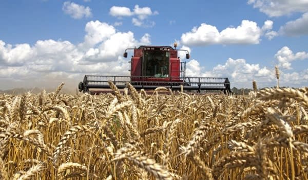 Agricultura din Caraș-Severin, afectată de secetă, dar cu suprafețe însămânțate în scădere