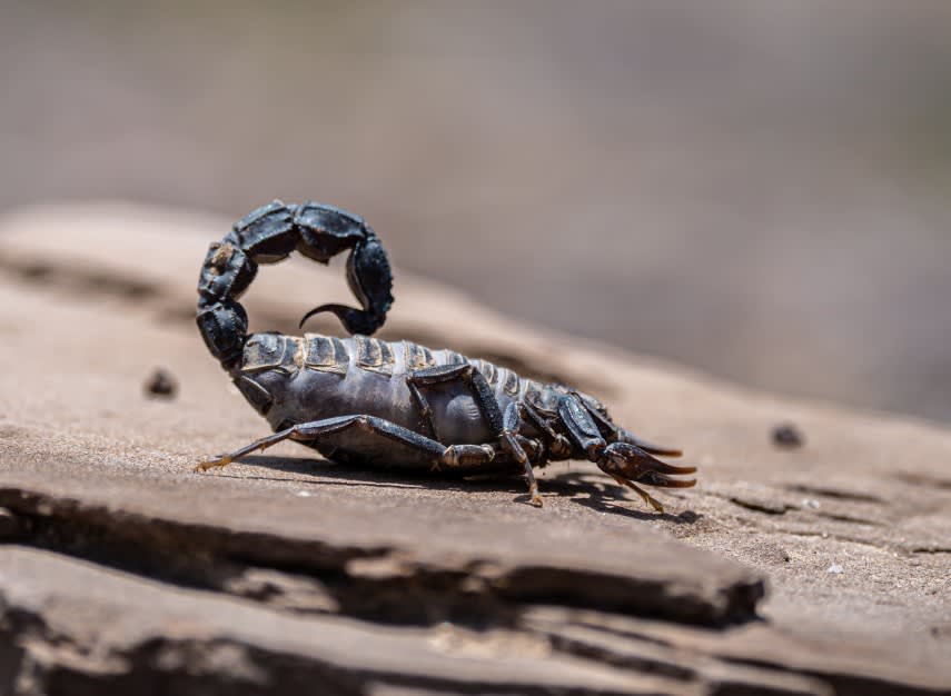 Scorpion în gospodărie, lângă lada frigorifică, în Buzău