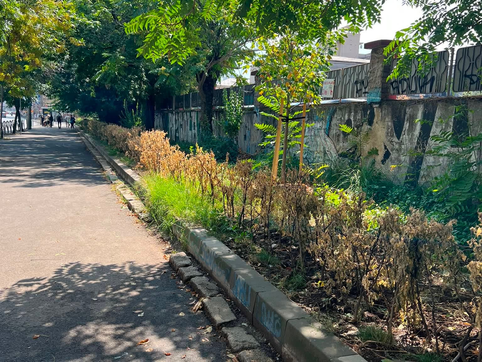 Lângă Gara de Nord funcționează o toaletă publică fără toaletă: spațiul verde s-a îngălbenit, vecina cere un WC real