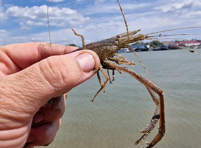 Creveții asiatici au invadat Dunărea și lacul Razim, provenind din Ucraina