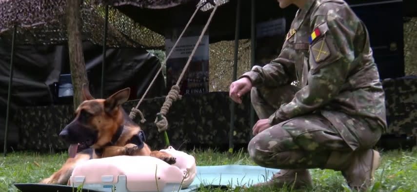 Câine de serviciu în acțiune alături de militar român