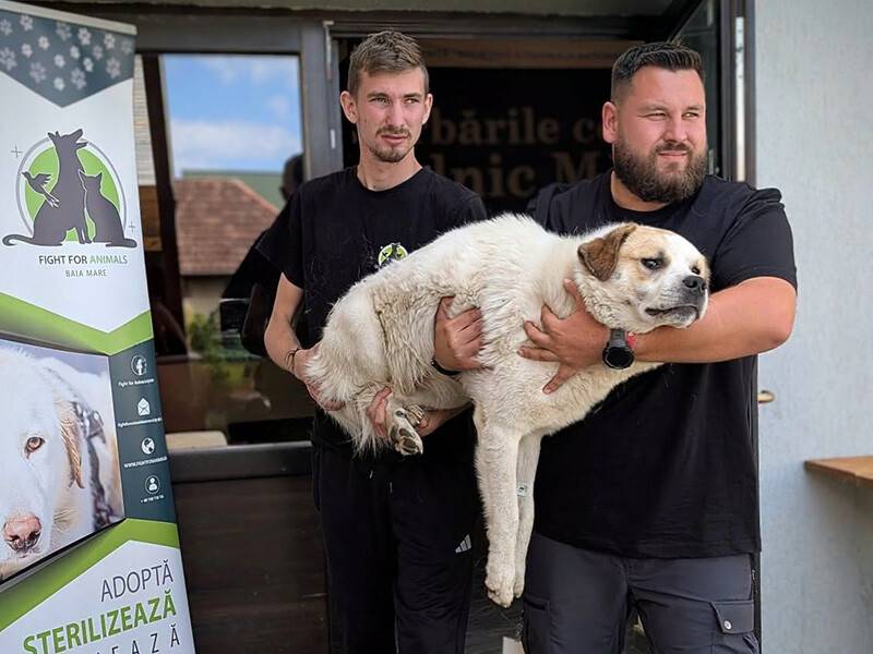 Animalute sterilizate pe Stadion Lăpușel Recea Animalute sterilizate pe Stadion Lăpușel Recea