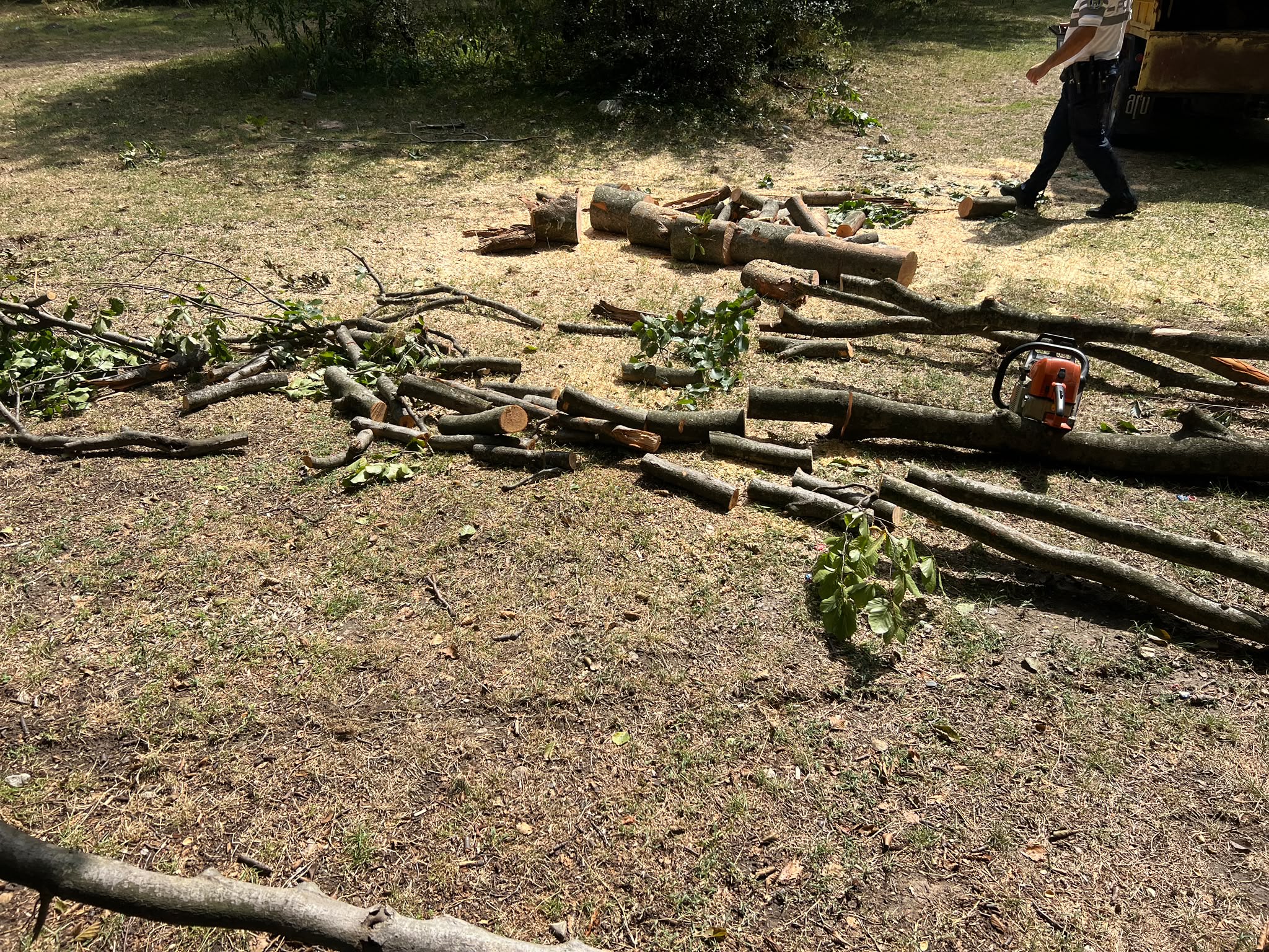 Un pădurar din Polovragi, cercetat pentru tentativă de furt de arbori