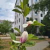 Magnolie înflorind în campusul Universității din Oradea