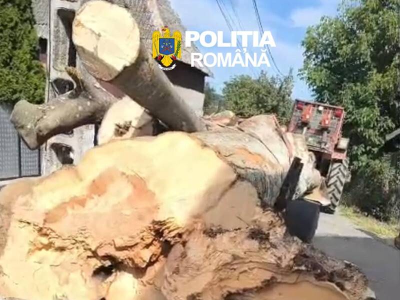 Polițiști verificând tractor cu material lemnos în Maramureș Polițiști verificând tractor cu material lemnos în Maramureș