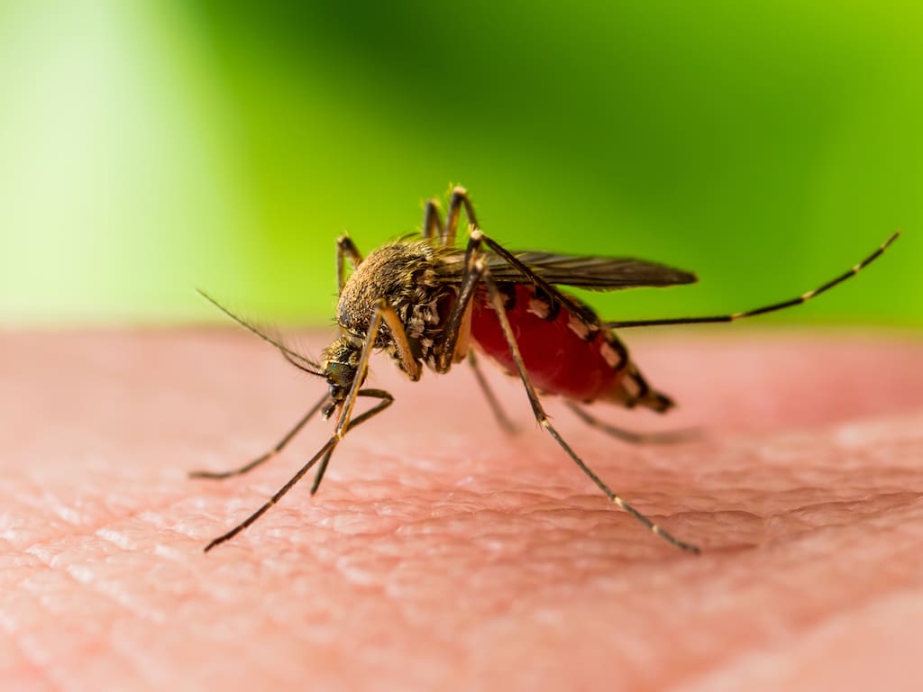 Două decese și 46 de cazuri de West Nile în România, anunță INSP