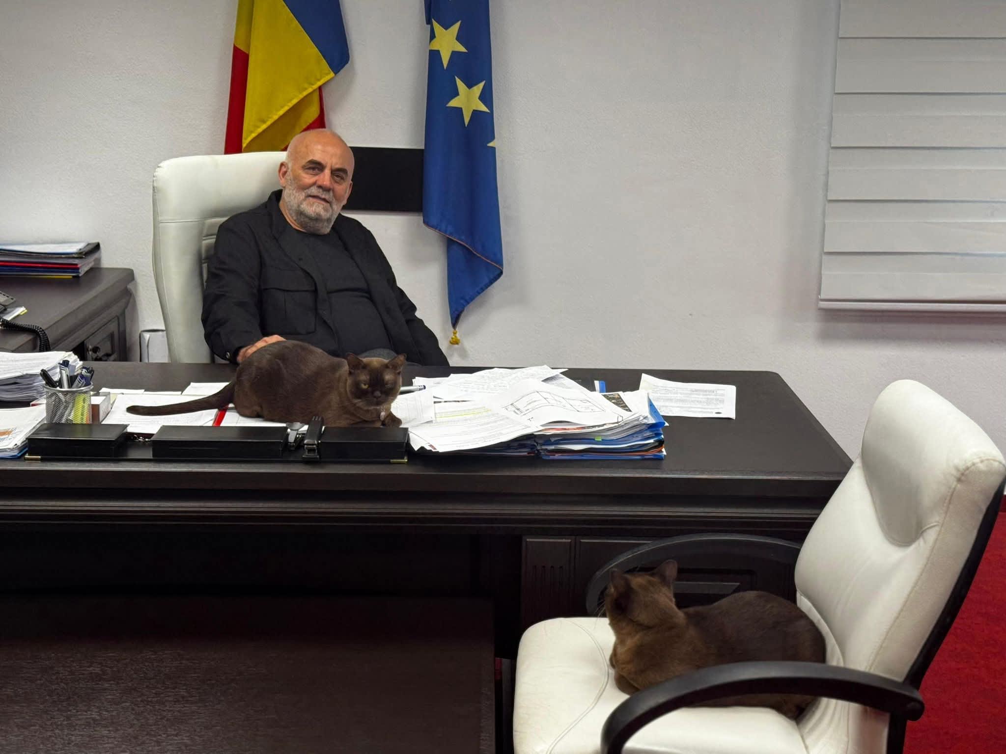 Primarul Rîmbu a anunțat program de sterilizare gratuită a câinilor din Suceava în septembrie