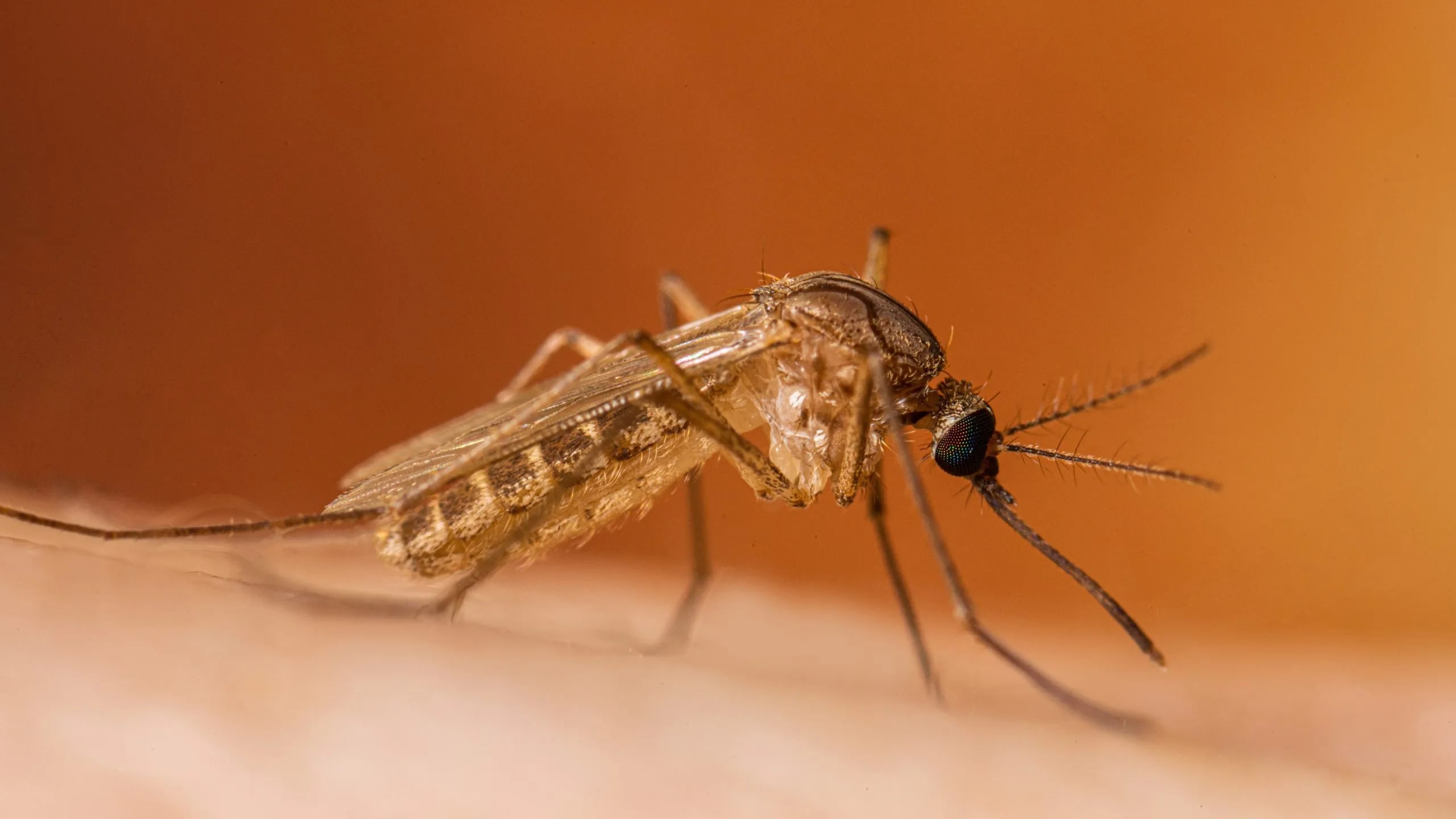 Brăila înregistrează primul caz de virus West Nile la o femeie de 39 de ani