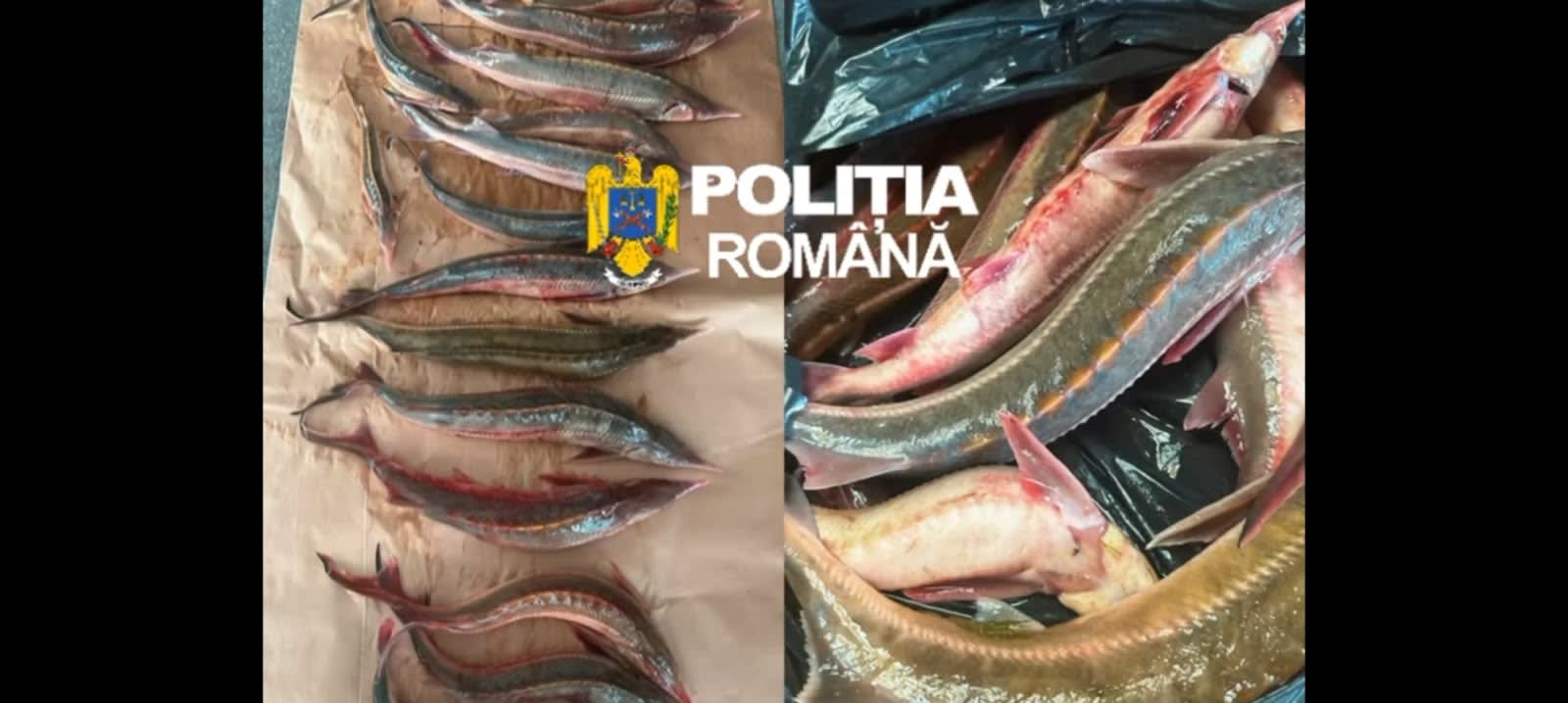 Dosare penale pentru pescuit ilegal de cegă și morunaș în Brăila
