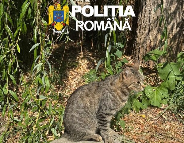 Trei adolescenți din Ciuchici, amendă de 6.000 lei pentru aruncarea unei pisici