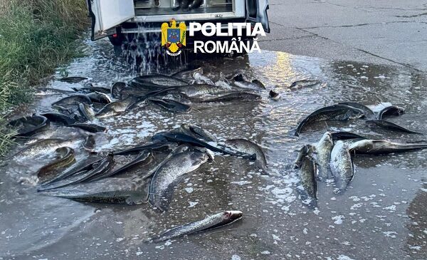 Polițiștii din Moldova Nouă au oprit o autoutilitară cu 300 kg de somn fără documente legale
