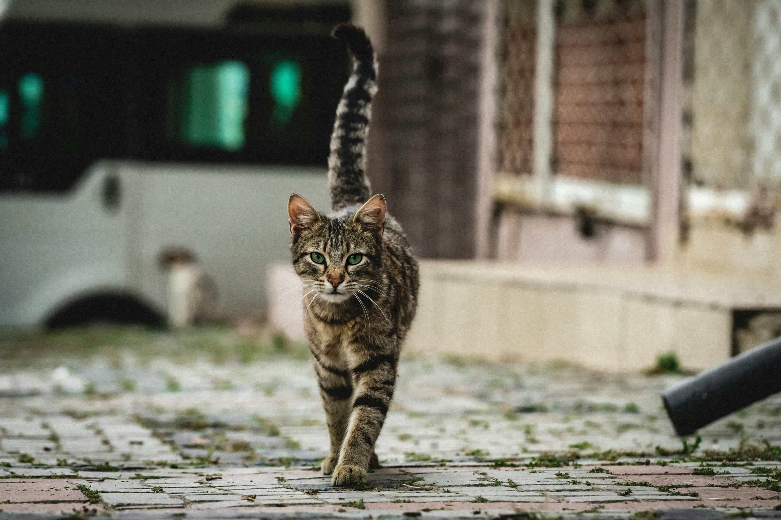 Pisicile fără stăpân din București au propria aplicație - CatChat, un registru pentru felinele de pe stradă