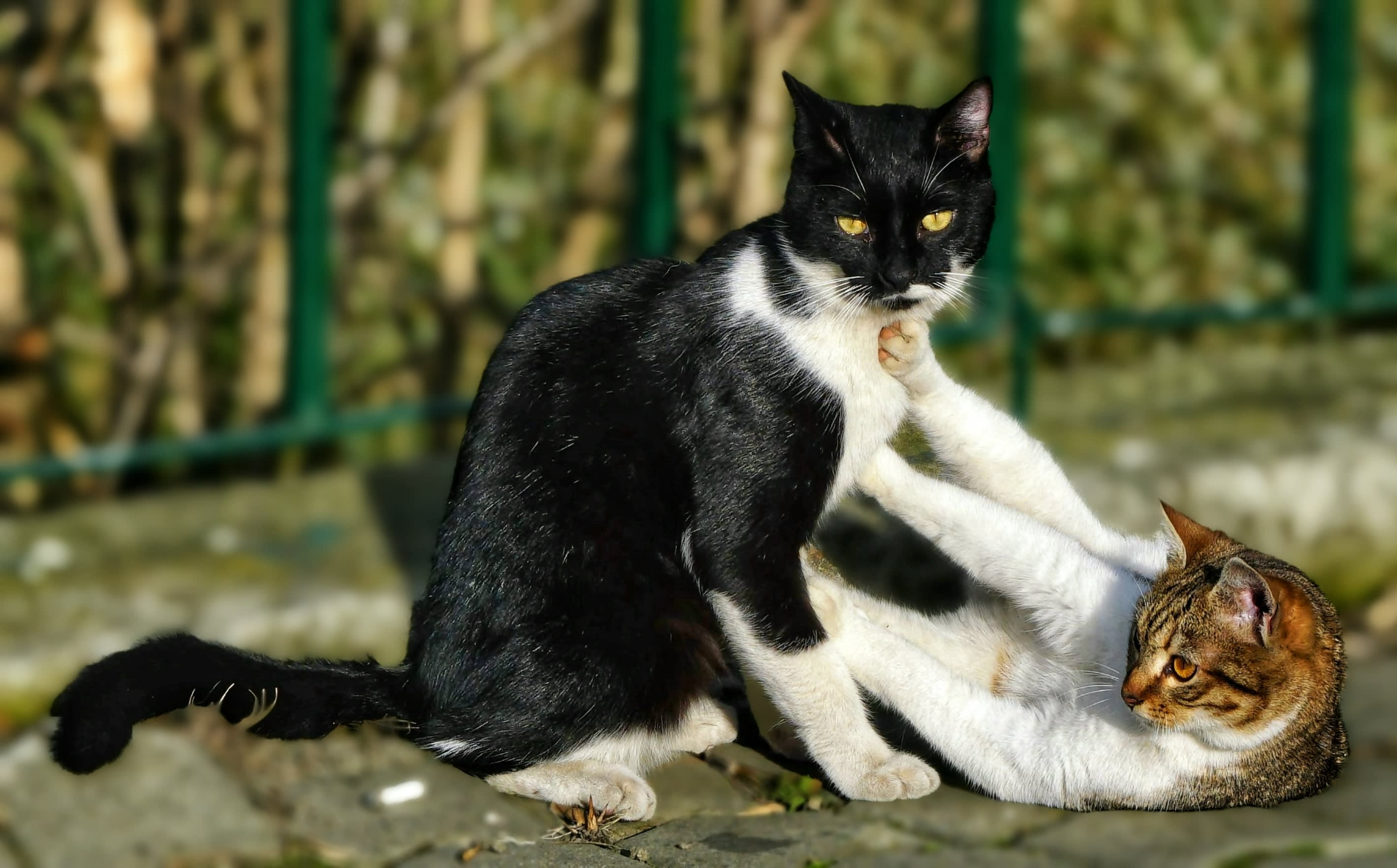 Asociația Părinți de Cireșari a lansat aplicația CatChat pentru pisicile fără stăpân din București